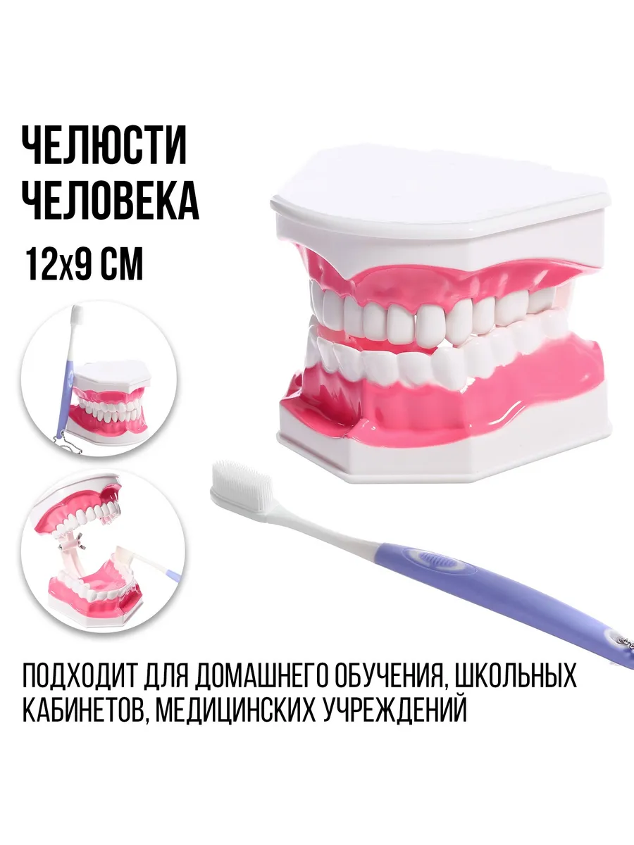 Анатомическая модель зубов макет челюсти, цвет МИКС