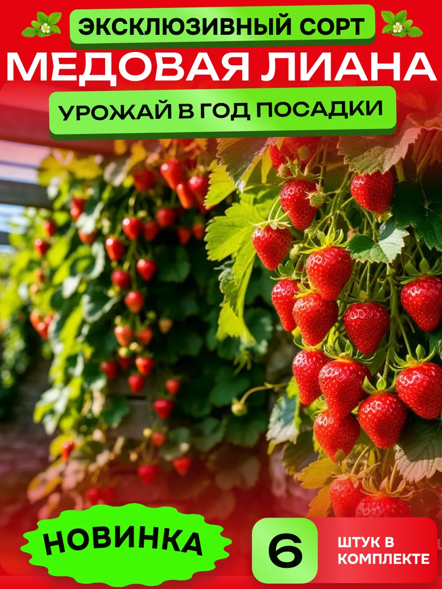 Саженцы клубники сорт Медовая лиана