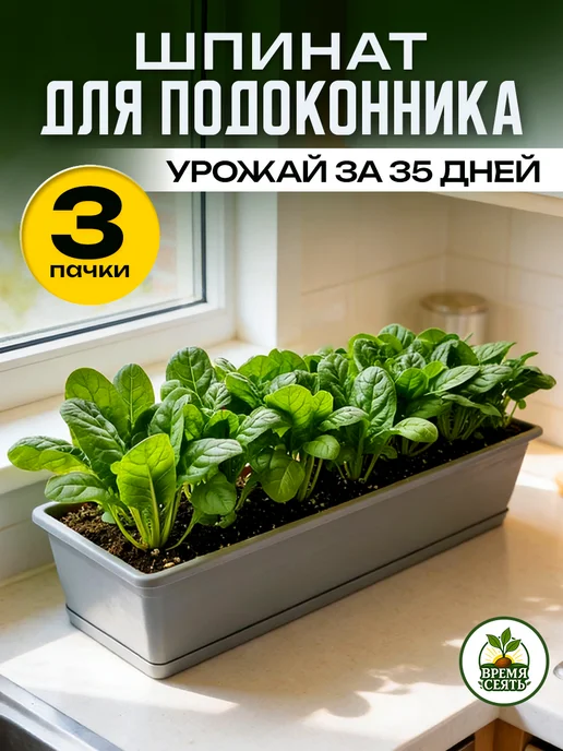 Агрофирма АЭЛИТА Семена шпината для подоконника, зеленый, фото 3