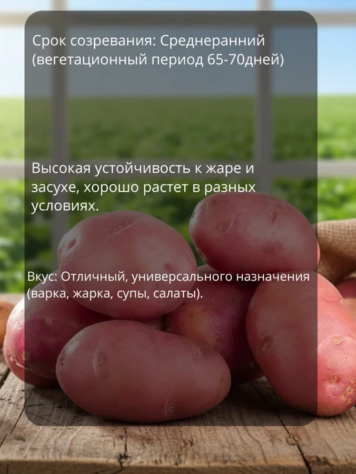 Картофель 21 Семенной картофель на посадку Розара 2 кг, 2 кг, фото 2