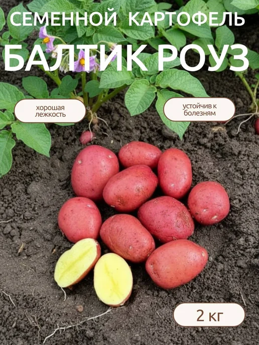 Картофель 21 Семенной картофель на посадку Балтик Роуз 5 кг, 2 кг