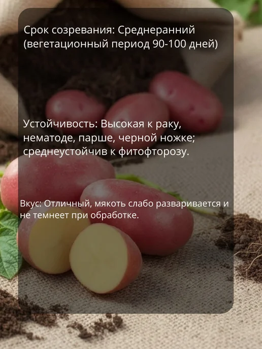 Картофель 21 Семенной картофель на посадку Ред Фентези 2 кг, 2 кг, фото 2