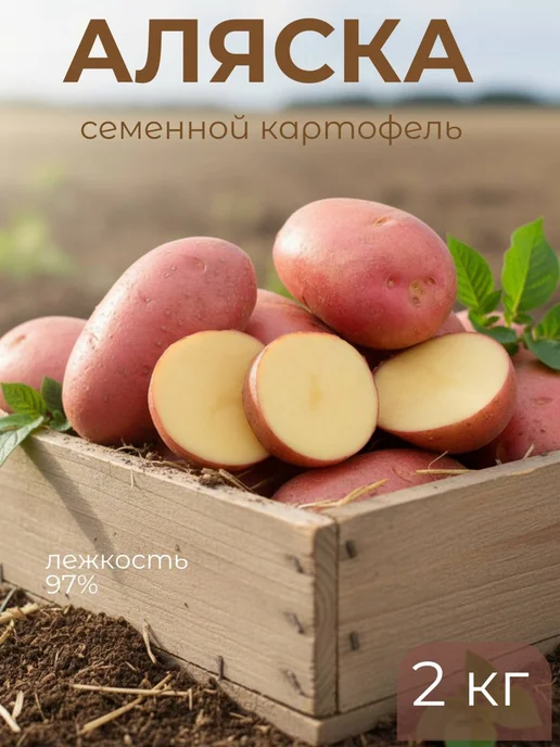 Картофель 21 Семенной картофель на посадку Колобок 5 кг, 2 кг