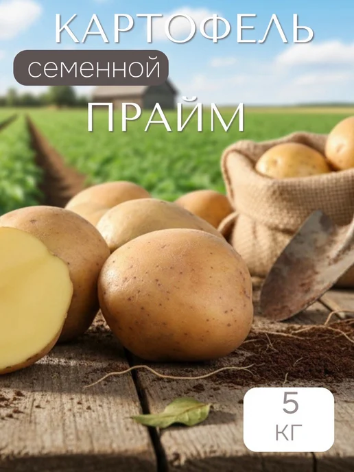 Семенной картофель на посадку Прайм 2 кг, 5 кг
