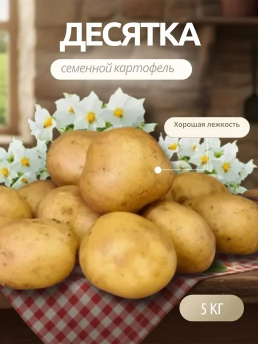 Семенной картофель на посадку Фламинго 5 кг, 5 кг, десятка, фото 3