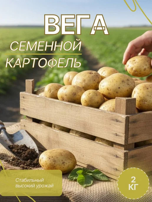 Семенной картофель на посадку Вега 2 кг, 2 кг