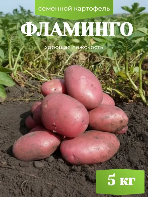 Семенной картофель на посадку Фламинго 5 кг, 5 кг, фото 2