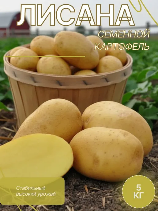 Семенной картофель на посадку Лисана 5 кг, 5 кг, фото 2