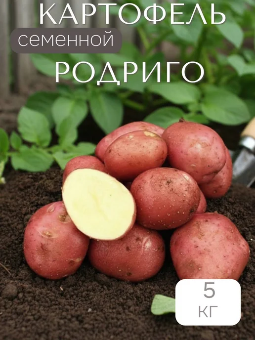 Семенной картофель на посадку Фламинго 5 кг, 5 кг, родриго