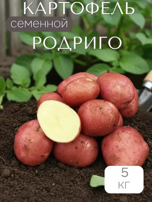 Семенной картофель на посадку Фламинго 5 кг, 5 кг, родриго, фото 2