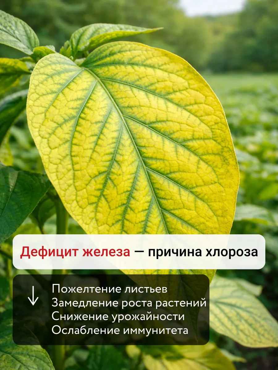 Удобрения для растений огорода и сада Текнокель Амино Fe — фото 2